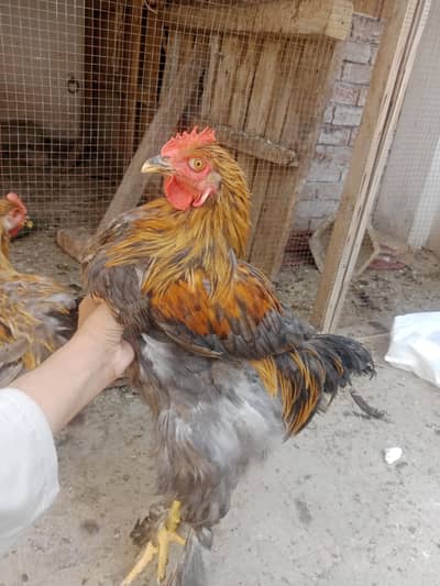 Blue heavy male available