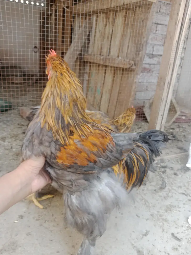 Blue heavy male available — photo 3