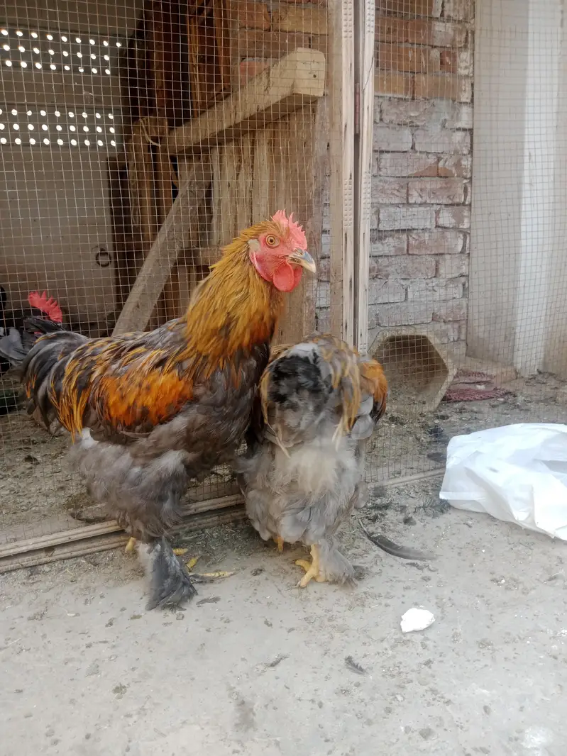 Blue heavy male available — photo 4