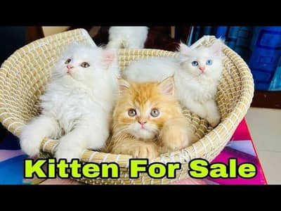 beautifull kittens