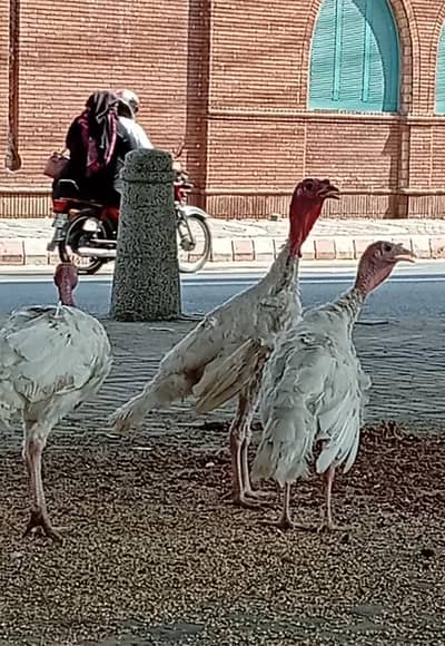 Turkeys for sale