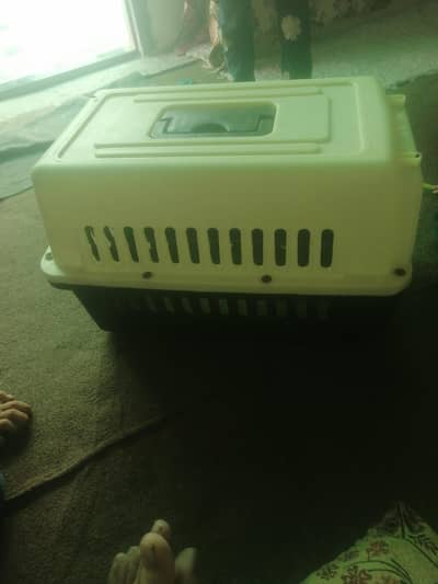 cats box new