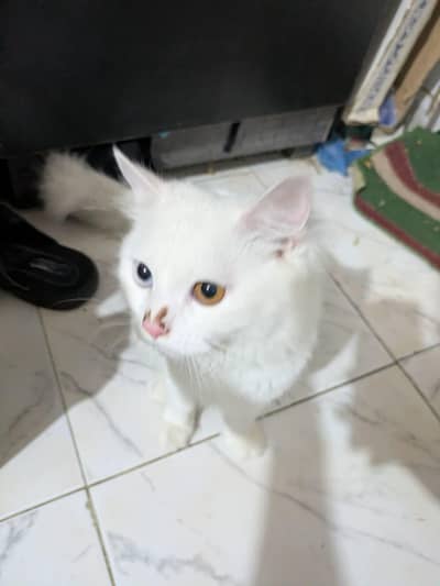 mother father vaccinated