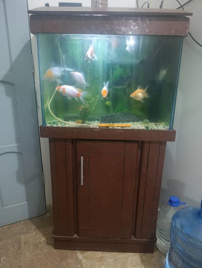 Fish Aquarium with fishes
