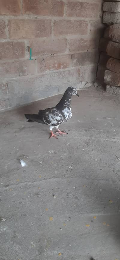 Kabuter for sale/Pigeons for sale