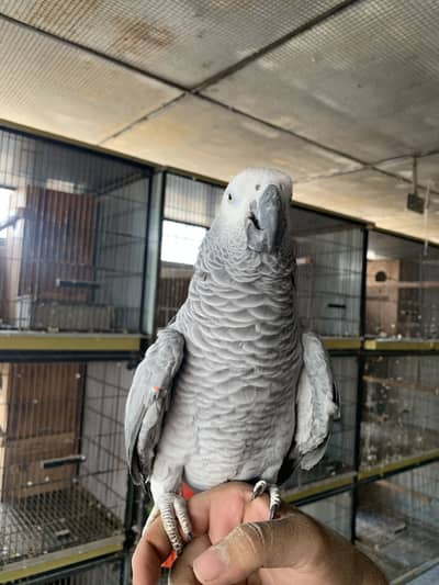 Hand tame female african grey