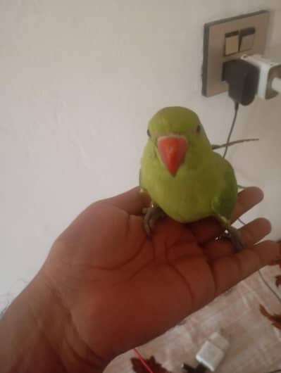 Green parrot