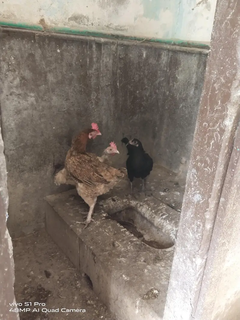 Desi Aandon wali murgiyan — photo 2