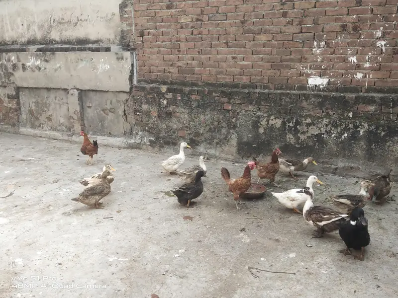 Desi Aandon wali murgiyan — photo 3