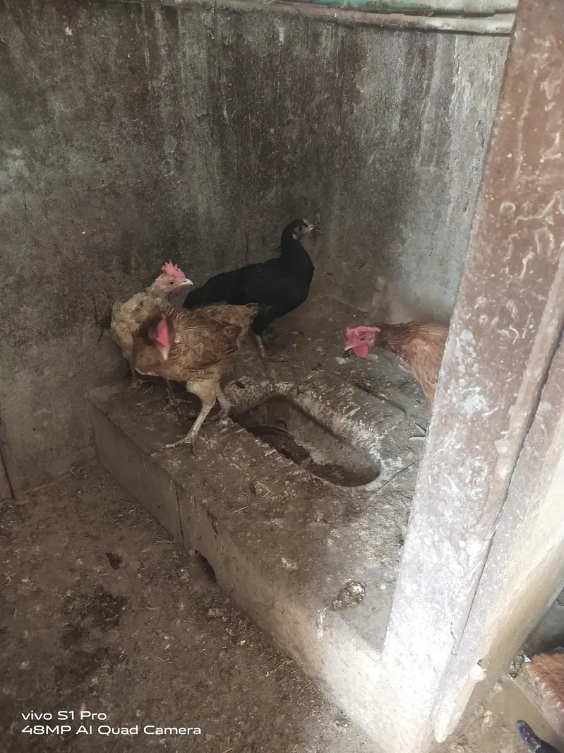 Desi Aandon wali murgiyan — photo 4