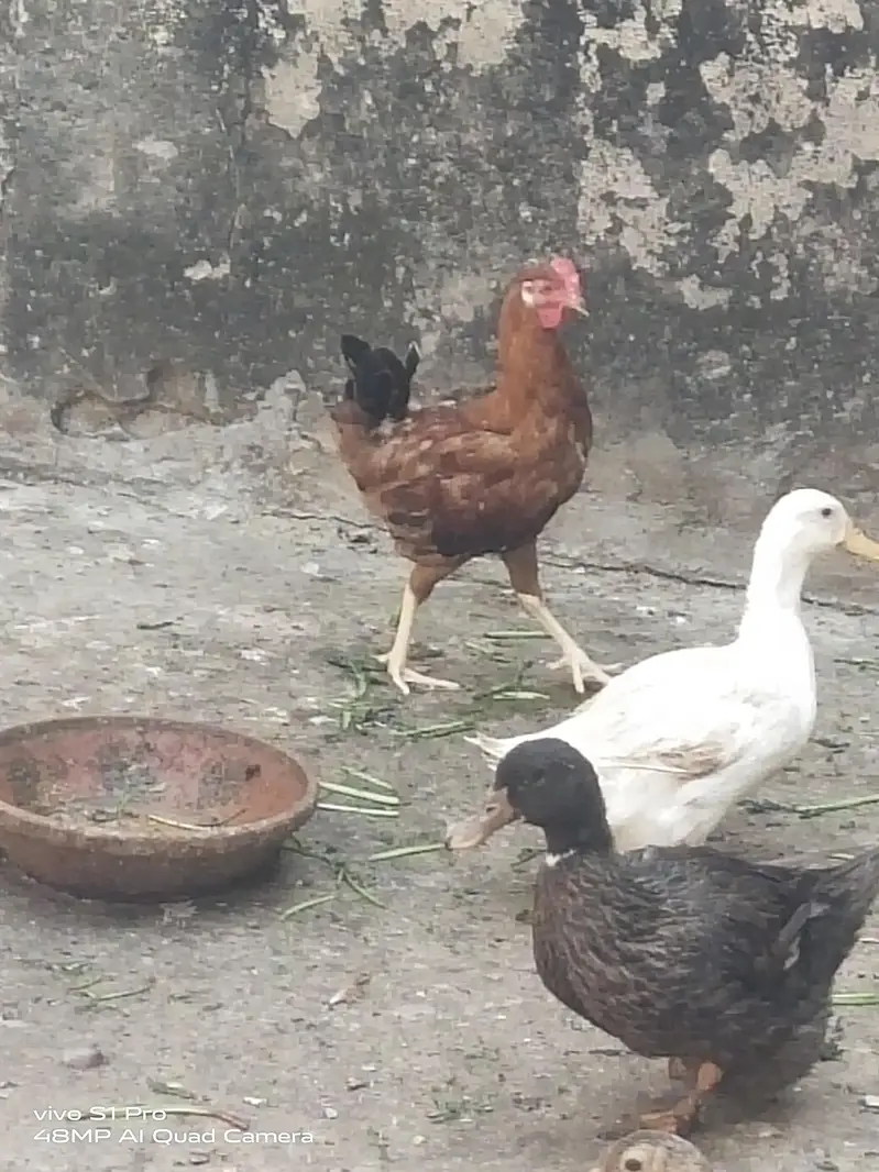 Desi Aandon wali murgiyan — photo 5