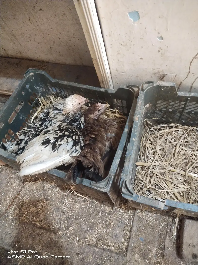 Desi Aandon wali murgiyan — photo 6