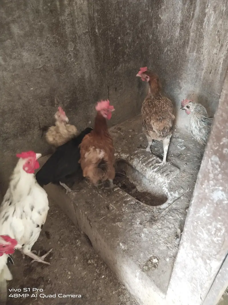 Desi Aandon wali murgiyan — photo 7