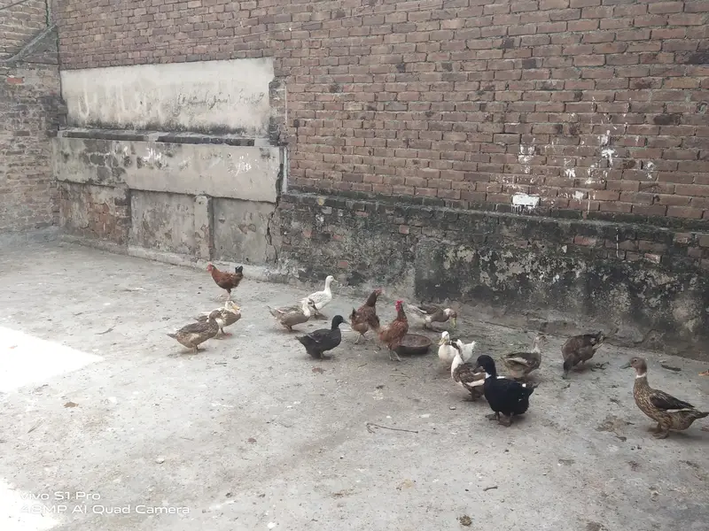 Desi Aandon wali murgiyan — photo 9