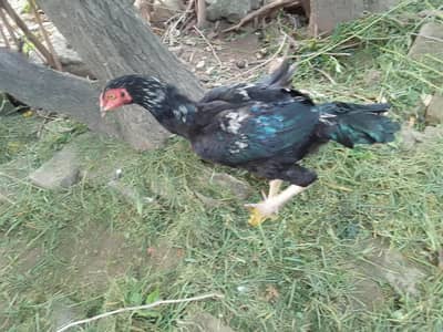 Aseel phata for sale Whatsapp contact me 0323-1581-923