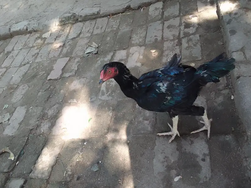 Aseel phata for sale Whatsapp contact me 0323-1581-923 — photo 2