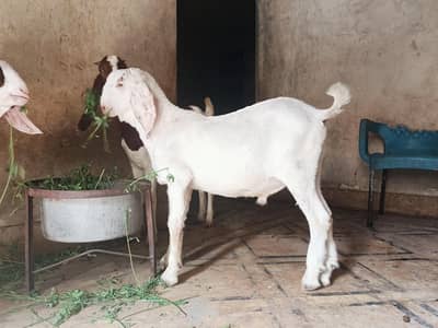 moda jhalar Wala bakra ha mshAllah khanay pena ka acha ha