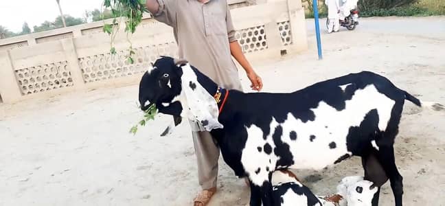 2 bacchon wali bakri urgent for sale call_03230718297