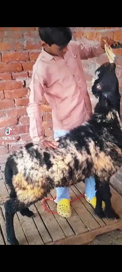 dasi chatra bacha