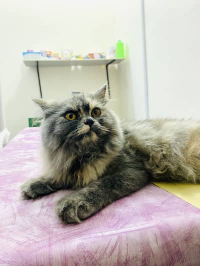 Persian Punch Face Female Cat