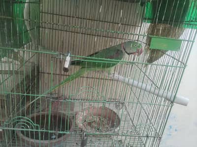 phari raw parrots