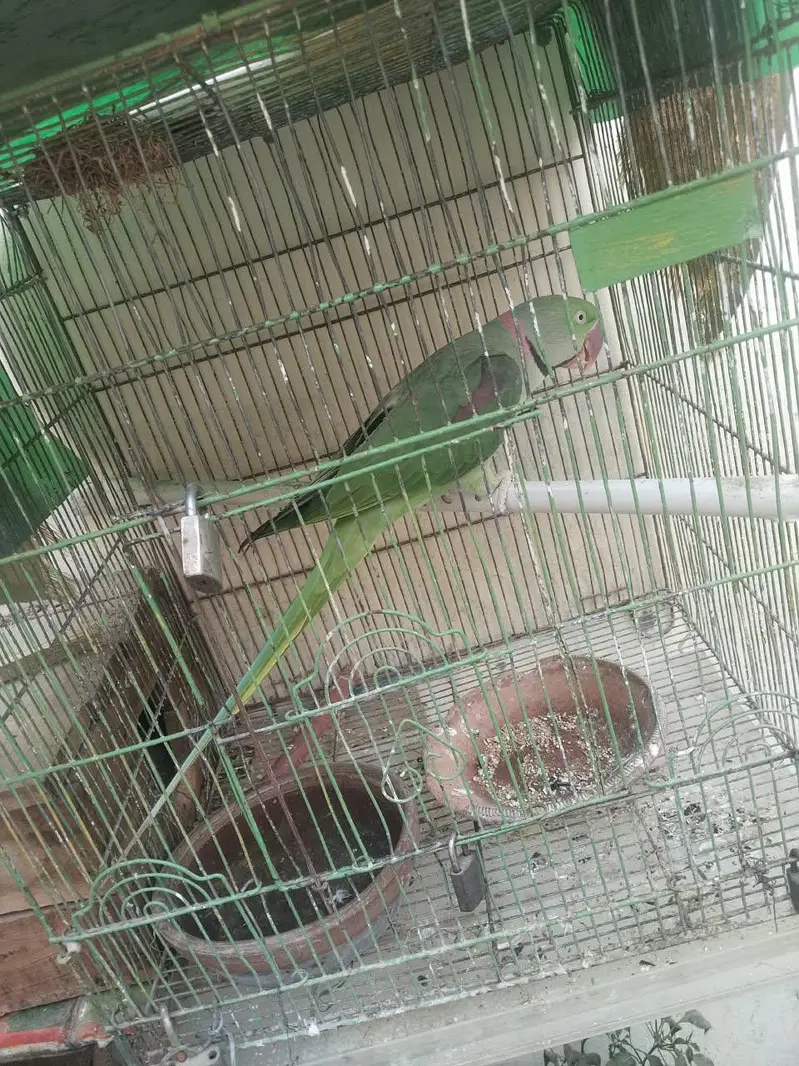 phari raw parrots — photo 2