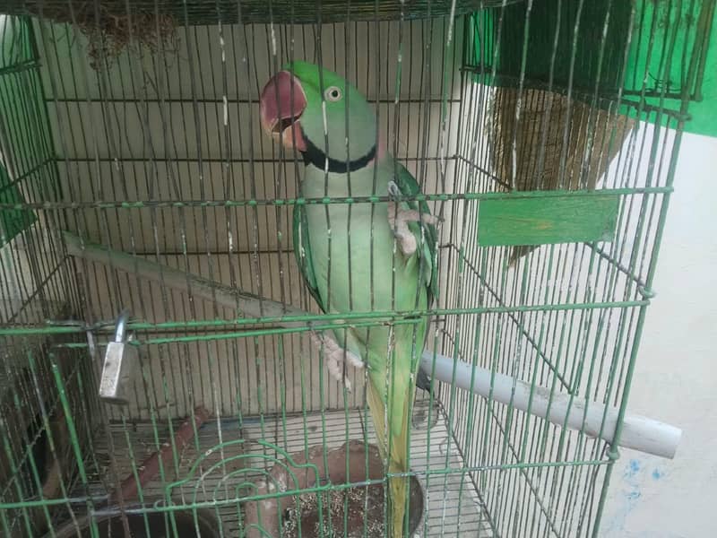 phari raw parrots 2
