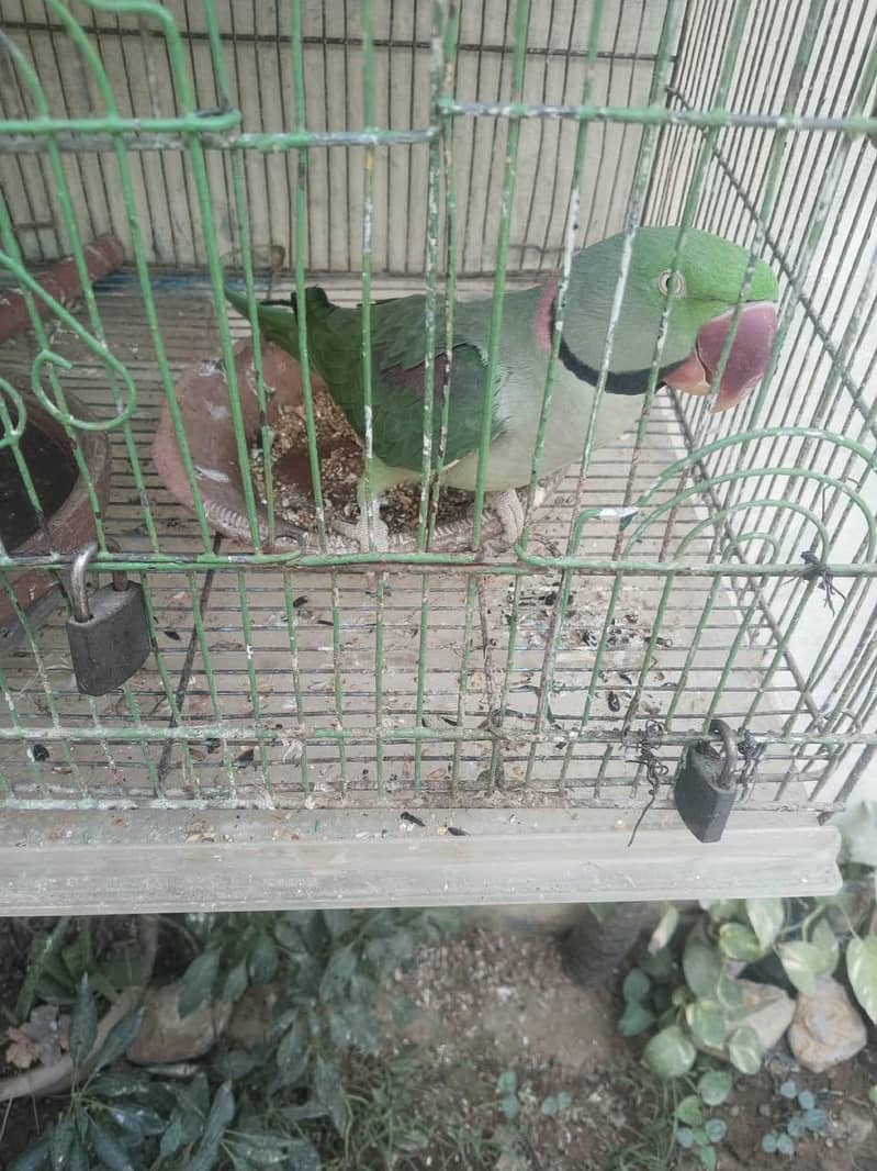 phari raw parrots 3