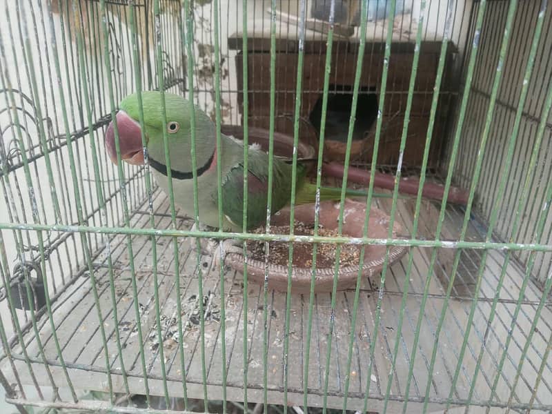 phari raw parrots 4