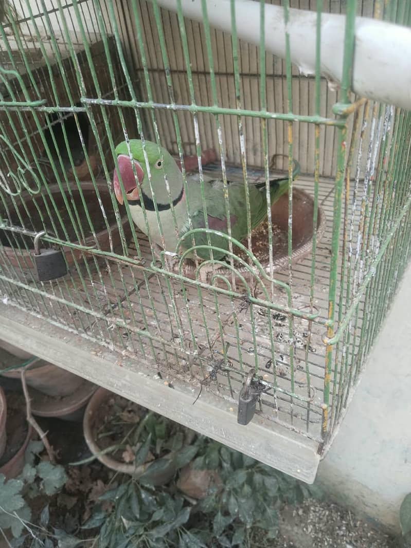 phari raw parrots 5
