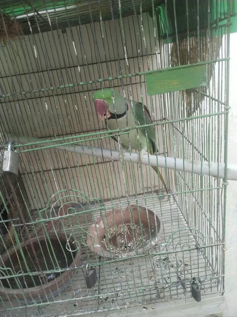 phari raw parrots 6