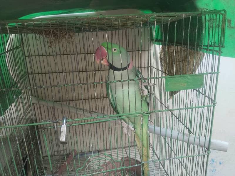 phari raw parrots 7