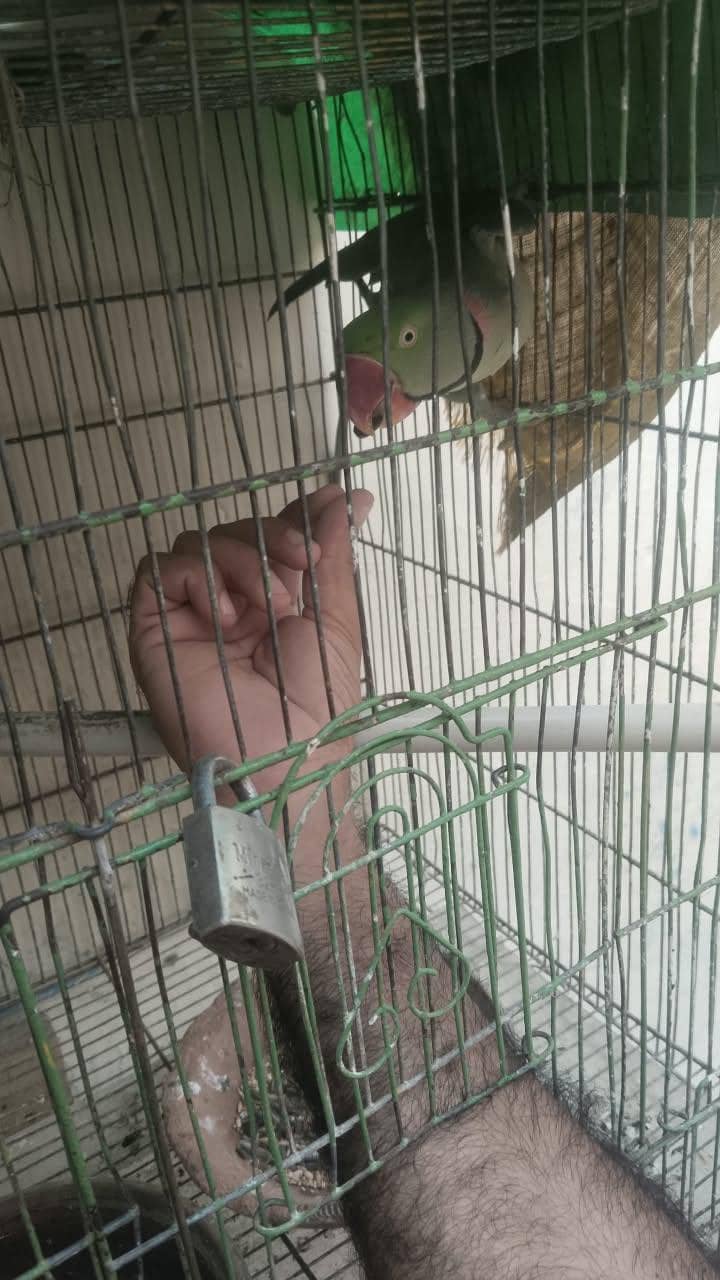 phari raw parrots 8