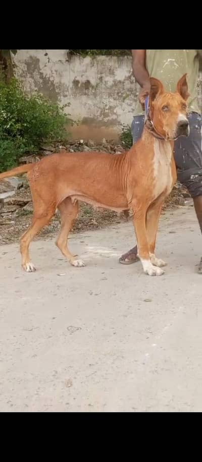 bully female