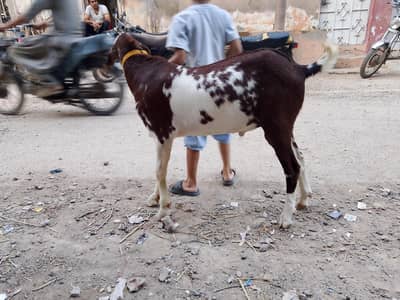 VIP Tota puri breeder