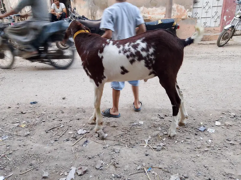 VIP Tota puri breeder