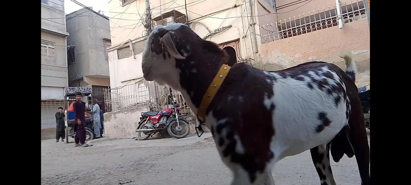 VIP Tota puri breeder — photo 2