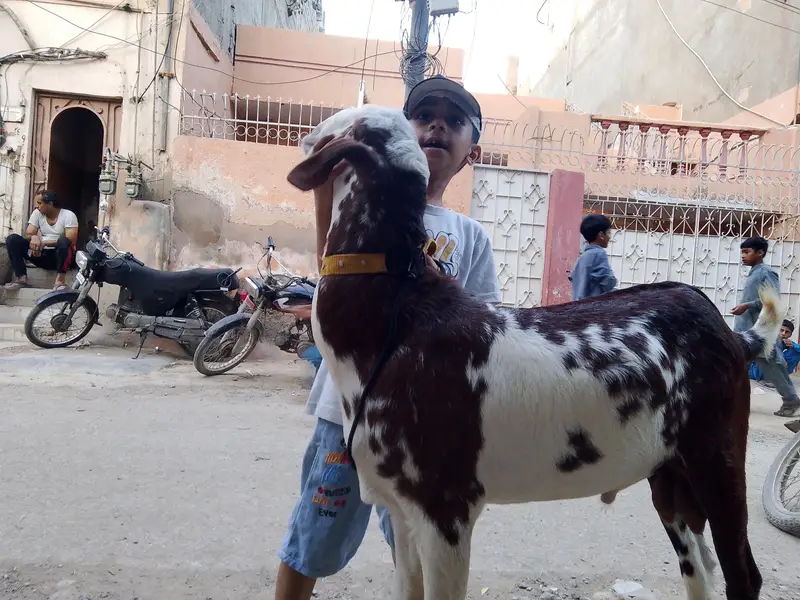 VIP Tota puri breeder — photo 3