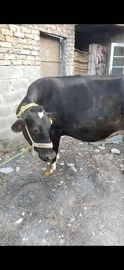 American friesian cow