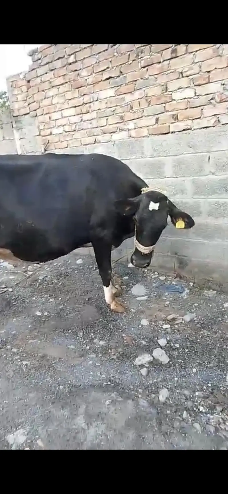 American friesian cow — photo 2