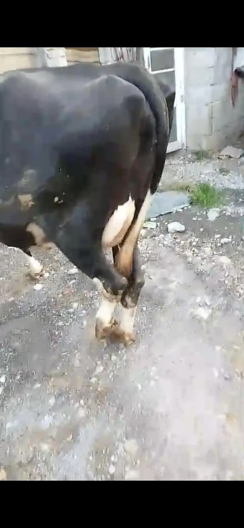 American friesian cow — photo 3