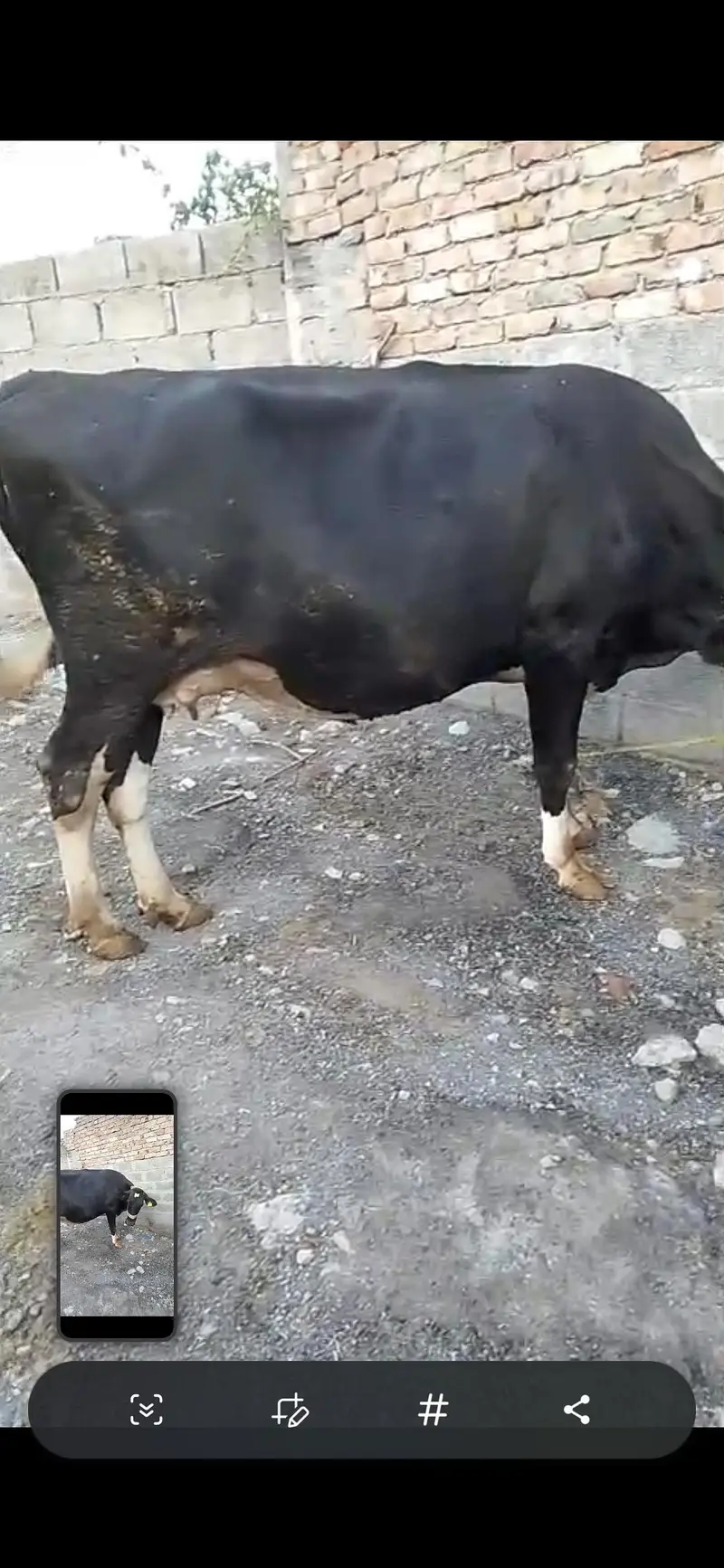 American friesian cow — photo 4
