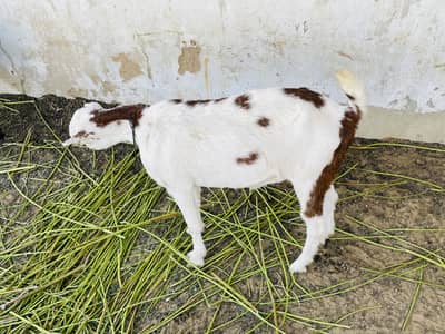 Beautiful White & Brown Teddy Bakri For Sale
