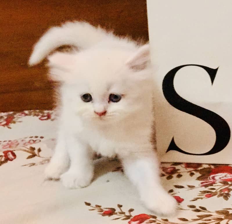 Persian kittens 0