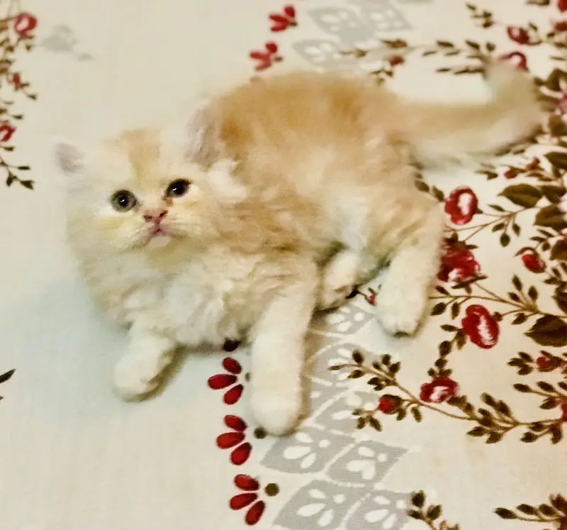 Persian kittens — photo 3