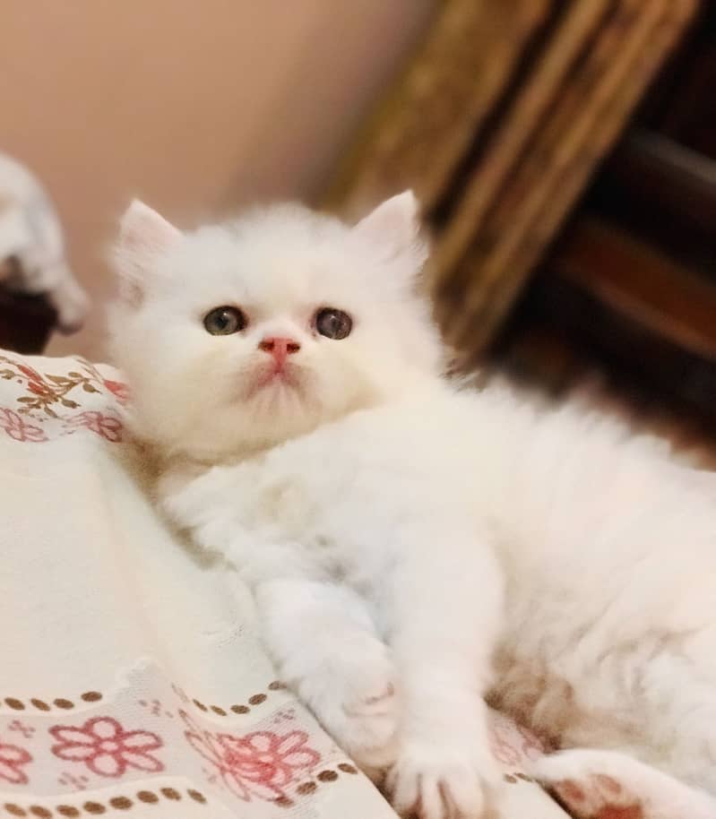 Persian kittens 3
