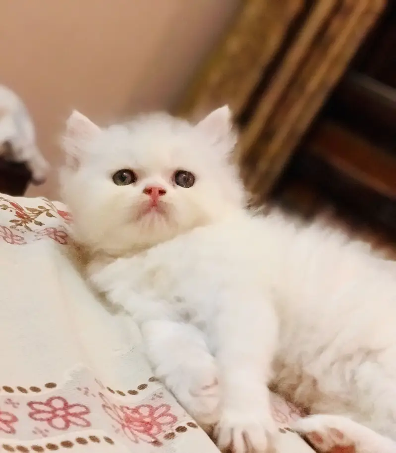 Persian kittens — photo 4