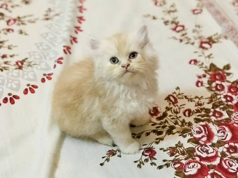 Persian kittens 4
