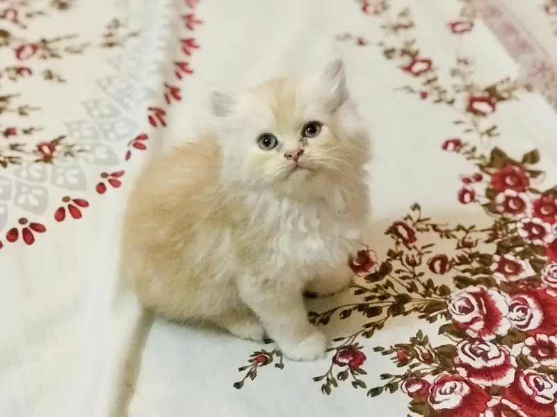 Persian kittens — photo 5
