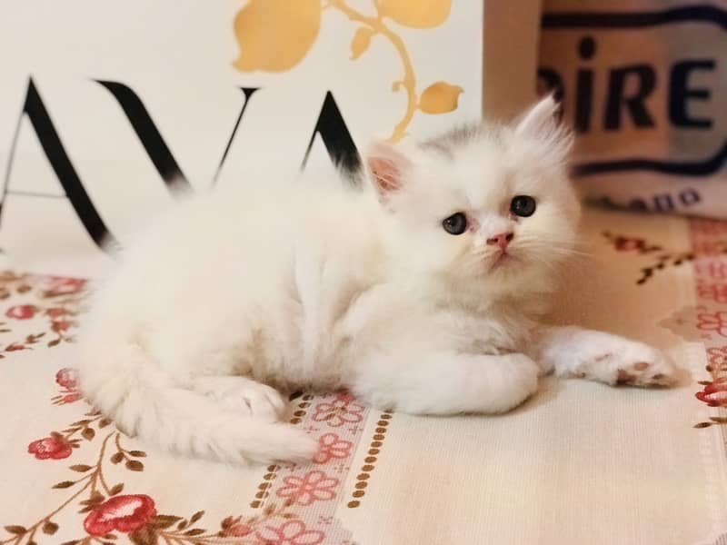Persian kittens 6